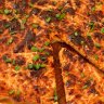 Tarte thon tomate